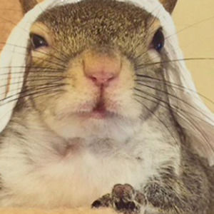 Meet your Posher, Squirrel!